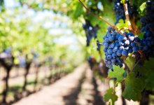 Travaux agricoles vigne agriculture